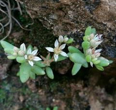 ناز پشته ای